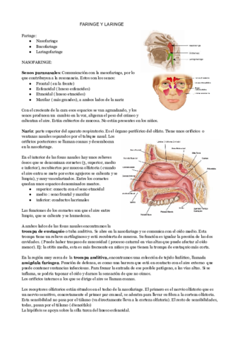 FARINGE-Y-LARINGE-1.pdf