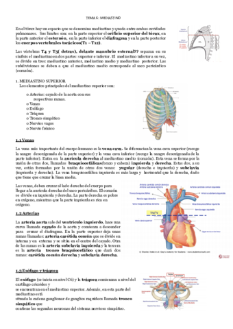 Mediastino.pdf