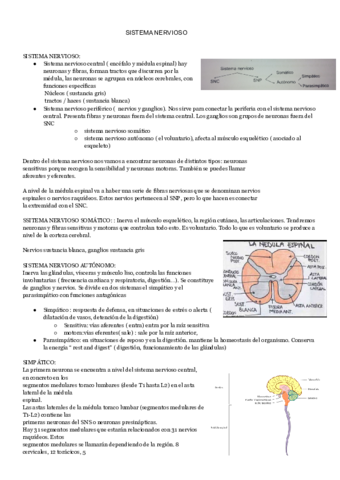 SISTEMA-NERVIOSO-2.pdf