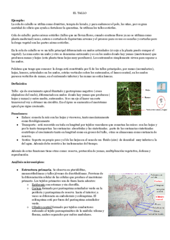 EL-TALLO.pdf