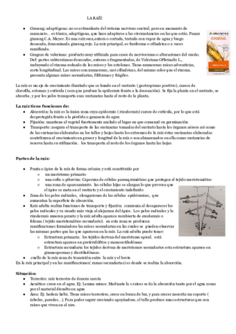 LA-RAIZ-2.pdf