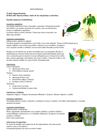 ANGIOSPERMAS-1.pdf