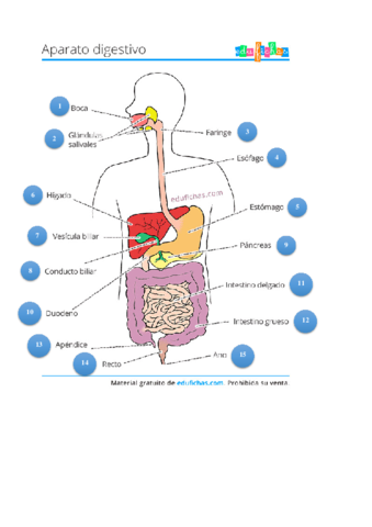 los-organos-del-aparato-digestivo.pdf