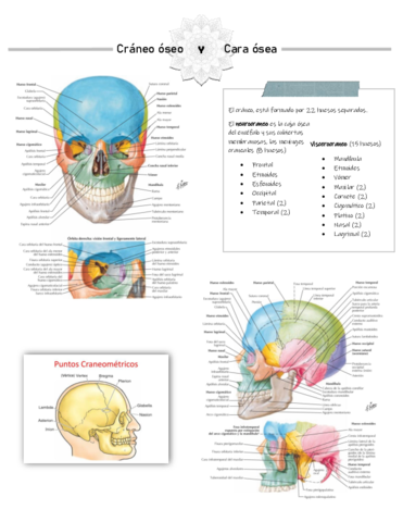 Craneo-y-cara.pdf