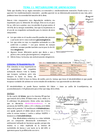 TEMA-11-METABOLISMO-DE-AMINOACIDOS.pdf