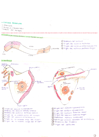 Miembro-Superior-COMPLETO.pdf