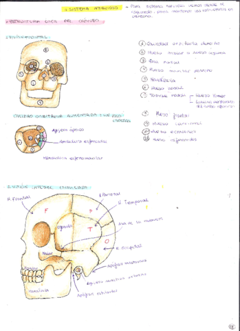 Sistema-nervioso-apuntes-completos.pdf