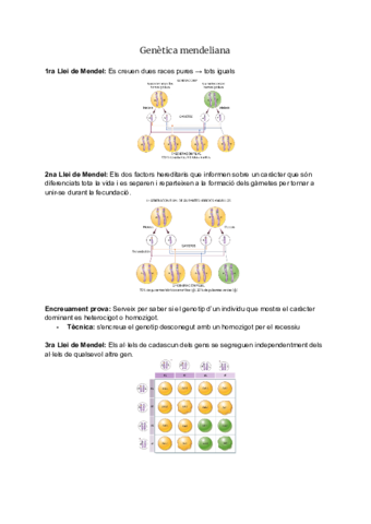 Apuntes-genetica-.pdf
