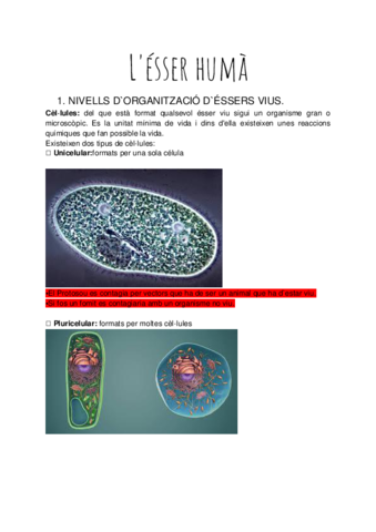 Lesser-huma-.pdf