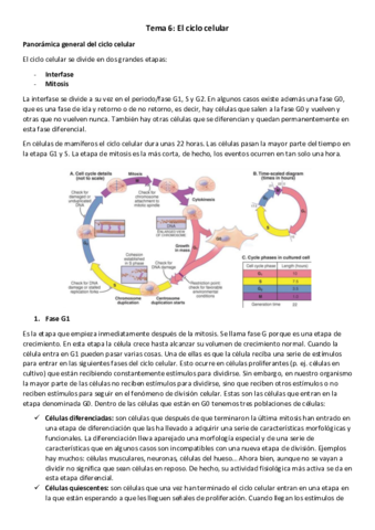 T6BCA-El-ciclo-celular.pdf