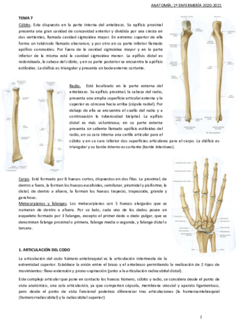 TEMA-7-anatomia.pdf