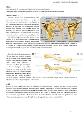 TEMA-6-anatomia.pdf