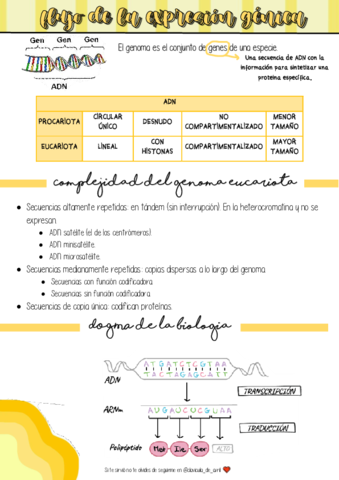 Flujo-de-la-expresion-genica.pdf