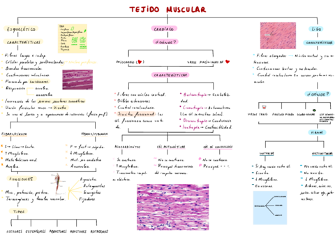 T2-Sistema-Muscular-.pdf