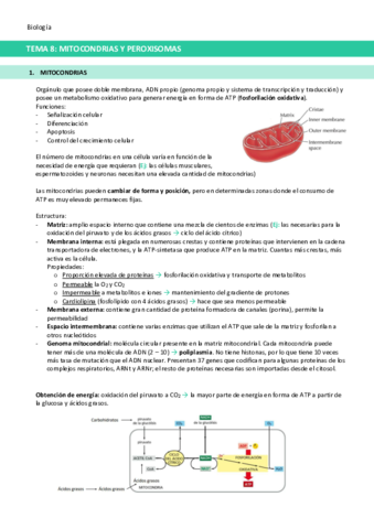 TEMA-8-Mitocondrias-y-peroxisomas.pdf