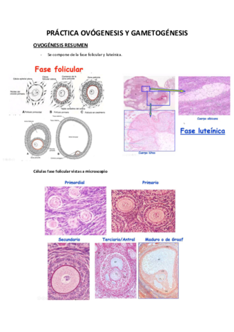 Practica-espermatogenesis.pdf