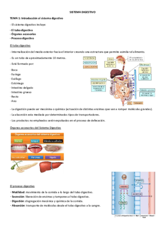 Tema-1-digestivo.pdf