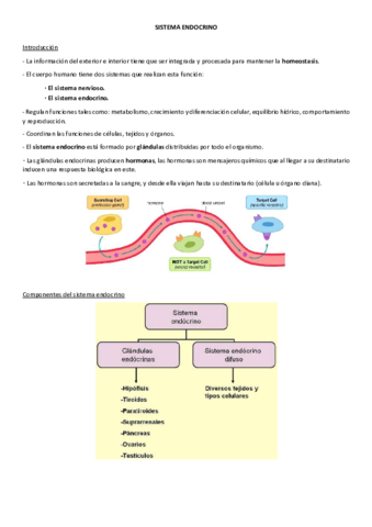 tema-endocrino.pdf