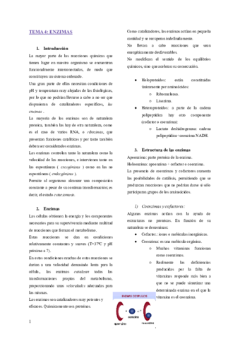 TEMA-4-ENZIMAS.pdf