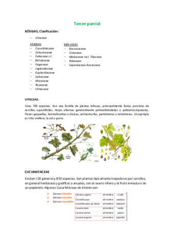 Apuntes-tercer-parcial-de-botanica.pdf