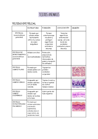 TEJIDOS-ANIMALES-.pdf