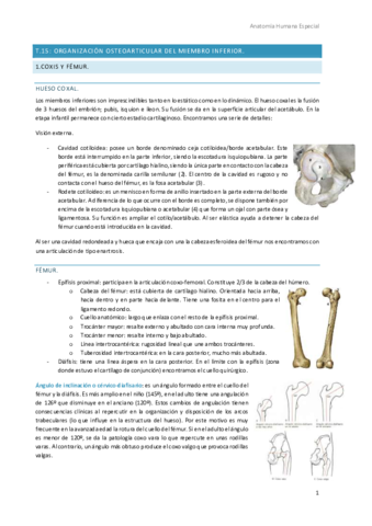 Anatomia-Humana-Especial-3.pdf