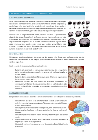 Anatomia-Humana-Especial-8.pdf