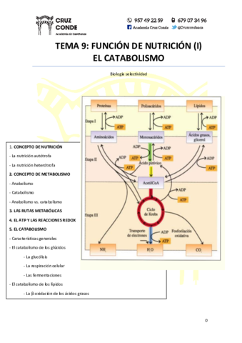 Tema-9-Catabolismo.pdf