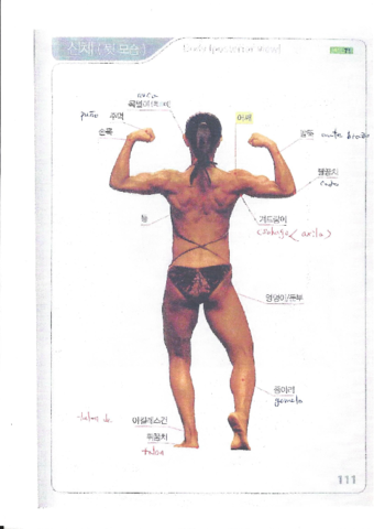 Vocabulario del cuerpo (detras).pdf