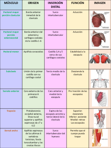 MUSCULOS-MIEMBR-SUPERIOR-Y-ABDOMEN.pdf