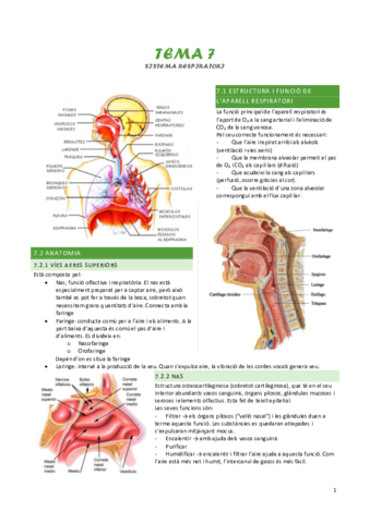 Tema-7-Sistema-Respiratorio.pdf