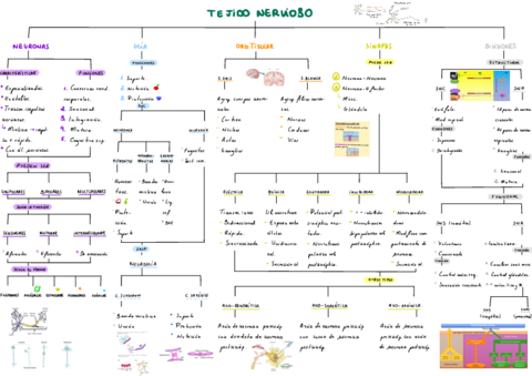 T3-Tejido-Nervioso.pdf