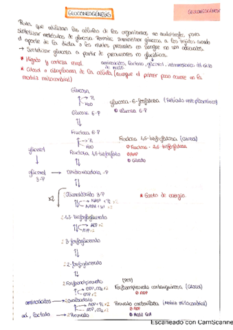 TEMA 12. GLUCONEOGÉNESIS pdf