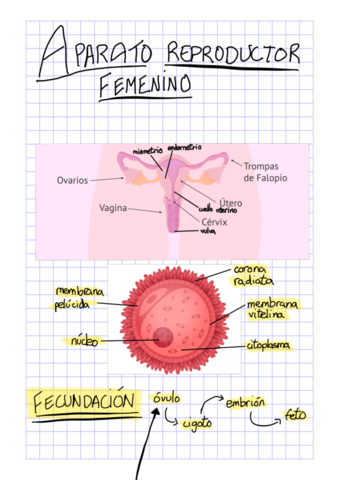Aparato-reproductor-femenino-.pdf