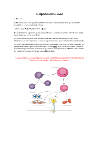 DIFERENCIACION-CELULAR.pdf