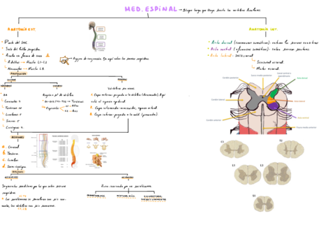 T4-Medula-Espinal.pdf