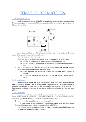 Tema-5-Acidos-nucleicos.pdf