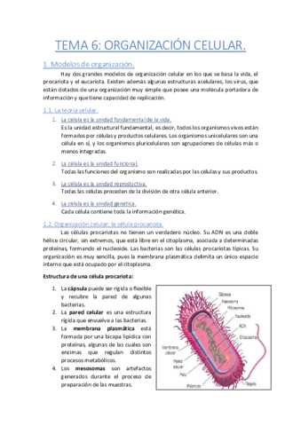 Tema-6-Organizacion-celular.pdf