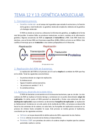 TEMA-12-Y-13-Genetica-Molecular.pdf