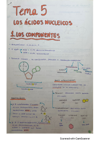T5-Acidos-nucleicos.pdf
