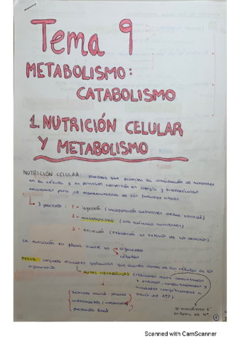 T9-Catabolismo.pdf