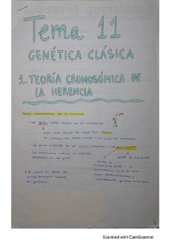 T11-Genetica-clasica.pdf