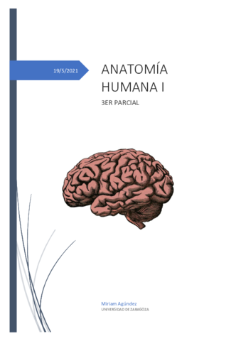 APUNTES-ANATOMIA-3ER-PARCIAL.pdf