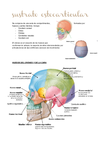 HUESOS-CABEZA-Y-CUELLO-9.pdf