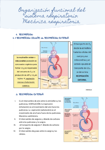 Organizacion-funcional-del-sistema-respiratorio.pdf