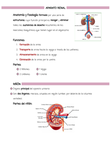 Aparato-renal.pdf