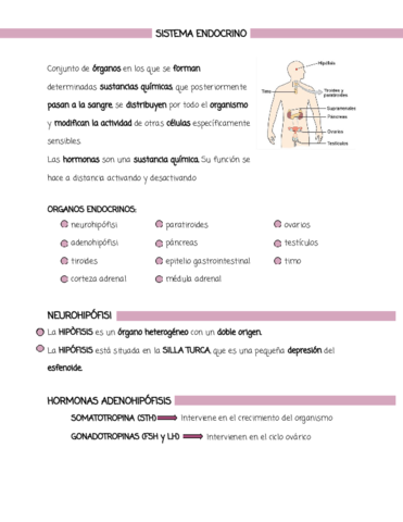 Sistema-endocrino-.pdf