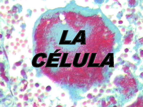 celula-1.pdf