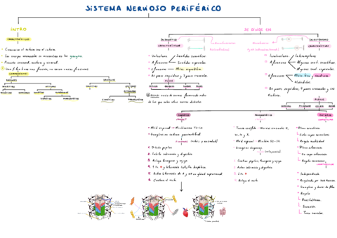 T5-Sistema-Nervioso-Periferico-.pdf