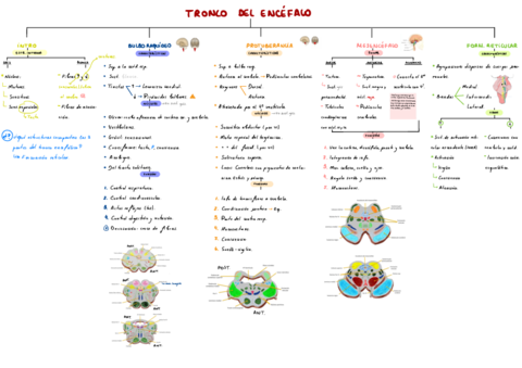 T6-Tronco-Del-Encefalo.pdf